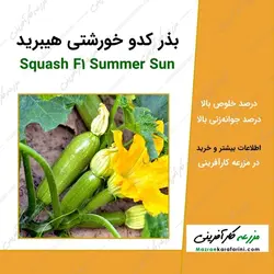 بذر کدو خورشتی هیبرید (کدو سبز)