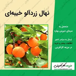 نهال زردآلو خیبه ای - شناسنامه دار
