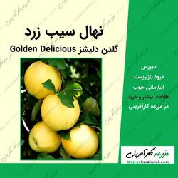 نهال سیب گلدن دلیشز Golden Delicious (سیب زرد لبنانی)