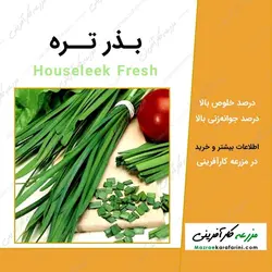 بذر تره Houseleek Fresh