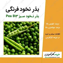 بذر نخود فرنگی (نخود سبز)