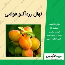 نهال زردآلو قوامی (زردآلو شاهرودی) - شناسنامه دار