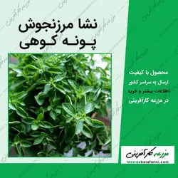 نشا مرزنجوش - پونه کوهی
