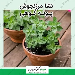 نشا مرزنجوش - پونه کوهی