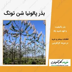 بذر پالونیا شن تونگ - بسته 5 گرمی