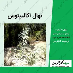 نهال اکالیپتوس