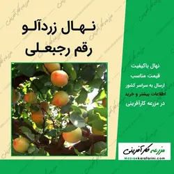 نهال زردآلو رجبعلی - شناسنامه دار