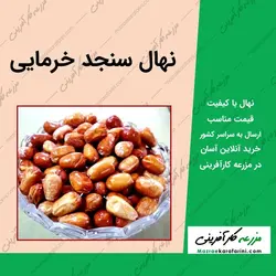 نهال سنجد خرمایی