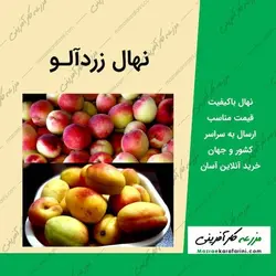 نهال زردآلو جهانگیری - شناسنامه دار