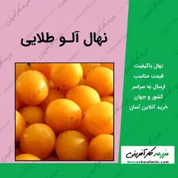 نهال آلو طلایی (آلو زرد یا آلو قطره طلا) - شناسنامه دار
