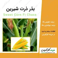 بذر ذرت شیرین