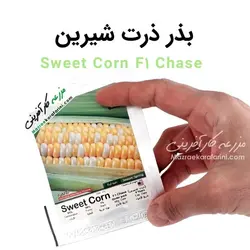 بذر ذرت شیرین