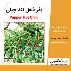 بذر فلفل تند چیلی
