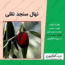 نهال سنجد نقلی