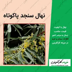 نهال سنجد پاکوتاه
