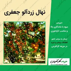 نهال زردآلو جعفری