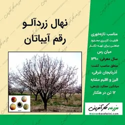 نهال زردآلو رقم آیباتان