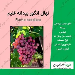نهال انگور فلیم سیدلس Flame Seedless