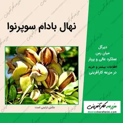 نهال بادام سوپرنوا (بادام خوشه ای)
