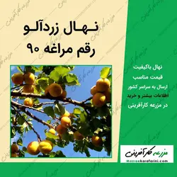 نهال زردآلو مراغه 90