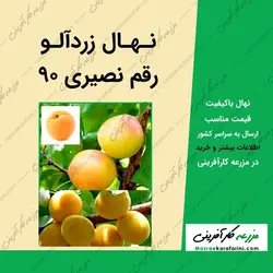 نهال زردآلو نصیری 90