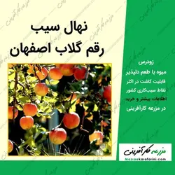 نهال سیب گلاب اصفهان