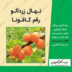 نهال زردآلو کافونا