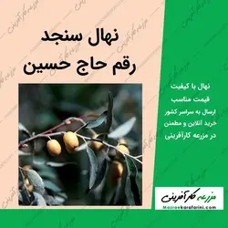 نهال سنجد حاج حسین