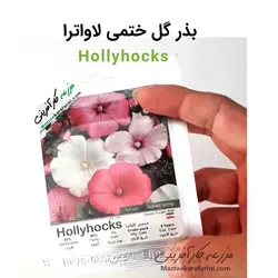 بذر گل ختمی لاواترا