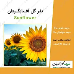 بذر گل آفتابگردان