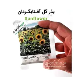 بذر گل آفتابگردان