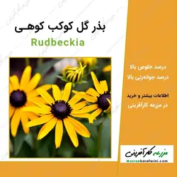 بذر گل کوکب کوهی