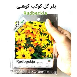 بذر گل کوکب کوهی