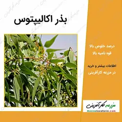 بذر اکالیپتوس