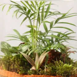 تراریوم مدل:گلد متوسط