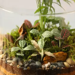 تراریوم مدل:گلد متوسط