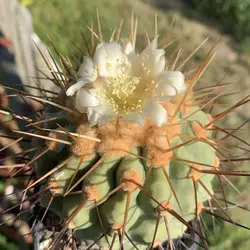 بذر کاکتوس کوپیاپوآ هاسلتونیانا فیلددار بسته ۱۰ عددی