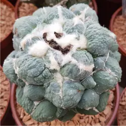 بذر کاکتوس آریوکارپوس ماریبو در کالی فلاور بسته ۱۰ عددی