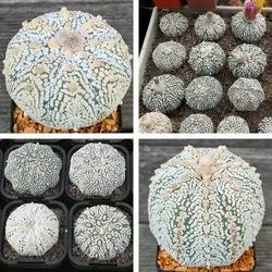 بذر کاکتوس آستریاس سوپرکاباتو بسته ۱۰ عددی 