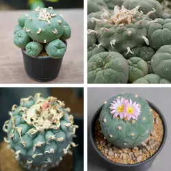 بذر کاکتوس لوفوفورا ویلیامسی میکس بسته ۱۰ عددی