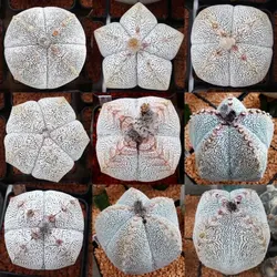 بذر کاکتوس آستروفیتوم اونزوکا بسته ۱۰ عددی