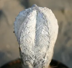 بذر کاکتوس آستروفیتوم اونزوکا بسته ۱۰ عددی