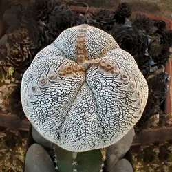 بذر کاکتوس آستروفیتوم اونزوکا بسته ۱۰ عددی