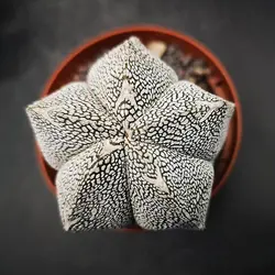 بذر کاکتوس آستروفیتوم اونزوکا بسته ۱۰ عددی