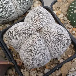 بذر کاکتوس آستروفیتوم اونزوکا بسته ۱۰ عددی