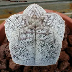 بذر کاکتوس آستروفیتوم اونزوکا بسته ۱۰ عددی