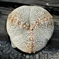 بذر کاکتوس آستروفیتوم اونزوکا بسته ۱۰ عددی