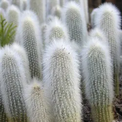 بذر کلیستو کاکتوس استراووسی بسته ۱۰ عددی