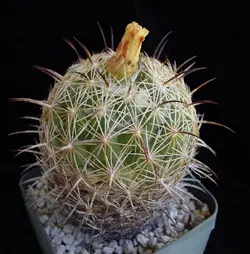 بذر کاکتوس کوریفانتا رادیانس بسته ۱۰ عددی