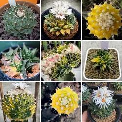 بذر کاکتوس اوبرگونیا ابلق بسته ۱۰ عددی